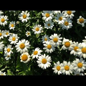 Meet your Posher, Savanah